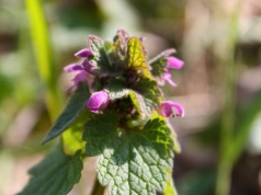 Chwast czy roślina lecznicza? Jasnotę purpurową spotkasz nawet w ogrodzie