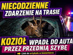 Florynka: bliskie spotkanie z dzikim zwierzęciem