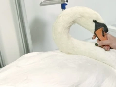 Mińsk Mazowiecki: Dyzio wrócił do domu