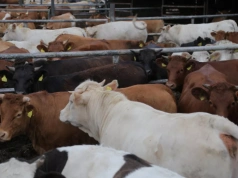 Ceny bydła w skupach znów spadły (21.04). Kiedy się zatrzymają lub odbiją?
