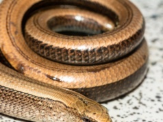 Budzą się po zimie, wyglądają jak węże. Takie miejsca lubią najbardziej