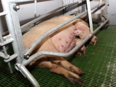 Za mało energii to więcej padłych prosiąt. Kluczowy moment u loch