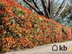 Ten krzew zmienia kolor kilka razy w roku. Coraz częściej zastępuje tuje