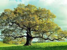 Dąb - drzewo życia. Jego kora koi, a drewno przetrwa wieki