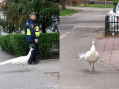 Warszawa: paw-uciekinier nie zagraża już lokalnej społeczności i został eskortowany z powrotem do Łazienek Królewskich