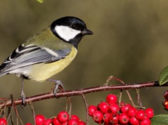 Głuchy telefon w lesie. Zwierzęta komunikują się w dziwny sposób
