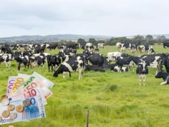 Rolnicy dokładają do mleka. Pokrywają tylko 75% kosztów