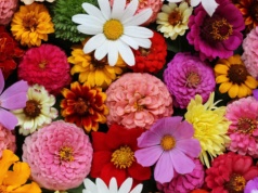 Kwiaty w kulturze i sztuce - zwierciadło emocji i przemijania