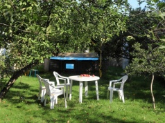 W Polsce jest zakazane. Za posadzenie tego drzewa grozi poważna kara finansowa