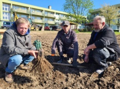 Zielona Góra. Tu powstanie miejska winnica, a z niej zielonogórskie wino