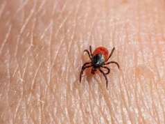 Pachnie i „odstrasza”? Niestety to za mało. Tak chronię się przed kleszczami