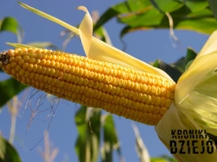 Kukurydza nie potrafi rosnąć bez człowieka - to jedna z jej największych zagadek