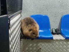 Straż miejska złapała bobra, który nocą szedł jezdnią w tunelu pod rondem