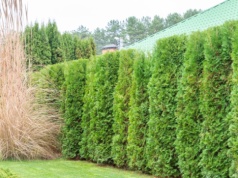 Jak wysokie mogą być tuje w 2026 roku? Przekroczysz ten limit i masz nie lada problem