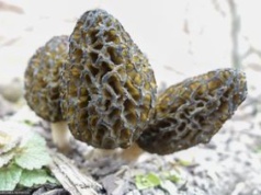 Wyjątkowo drogie grzyby. Można na nich zarobić nie tylko karę