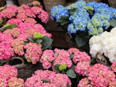 Hortensja ma mnóstwo liści i żadnych kwiatów? Tu często leży błąd