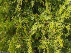 Spory o tuje. Oto jak wysokie mogą być