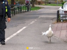 Biały paw na ulicach Warszawy. Strażnicy miejscy eskortowali nietypowego uciekiniera