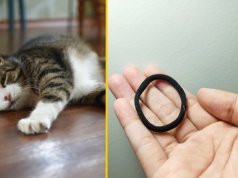 Kot trafił na stół operacyjny: Zjadł 37 gumek do włosów