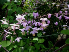 Wygląda jak mgła z kwiatów. Ta bylina robi efekt „wow” przez całe lato