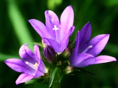 Setki fioletowych dzwonków przez całe lato. Ta bylina robi efekt bez wysiłku