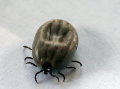 Wrotycz to nie wszystko. Kleszcze żywią szczerą antypatię do innego zapachu