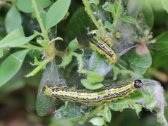 Zagotuj i spryskaj bukszpan. Działa na ćmę, ale tylko w jednym przypadku