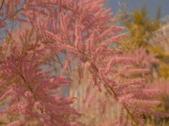 Wygląda jak różowa mgła i daje schronienie ptakom. Ten krzew kwitnie zaskakująco długo