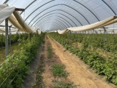 Maliny w tunelu pod presją. Przędziorki nie dają spokoju, a przymrozki wracają