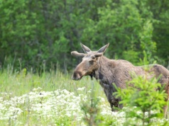 Szkody rosną, ale polowań nie będzie. Jest decyzja w sprawie łosi