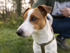 Elegancka przesyłka z USA skrywała narkotyki. Pies Iron bezbłędnie wskazał podejrzaną paczkę