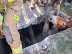 Koń uwięziony w zbiorniku na nieczystości. Akcja ratunkowa w Brzozowicy Dużej
