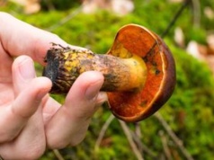 Pojawiają się pierwsze okazy. Wielu się go boi przez kolor, ale to jeden z najsmaczniejszych grzybów