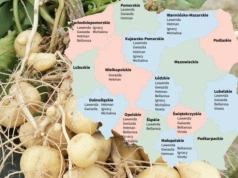 Ziemniaki jadalne wczesne 2026. Sprawdź listę odmian zalecanych dla swojego regionu