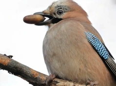 Czy wiesz, że … sójka sadzi więcej drzew niż niejeden leśnik?