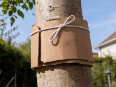 Nie potrzebujesz oprysków. Wystarczy kawałek kartonu. Szkodniki znikną szybciej niż myślisz