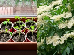 Kiedy naprawdę sadzić pomidory? Stare porady ogrodnicze z bzami w roli głównej