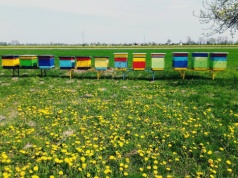 Ministerstwo klimatu chce walczyć z pszczołami i zrobić miejsce dla miodów importowanych z krajów Mercosur, Chin i Ukrainy