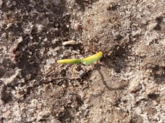 Przymrozki uderzą w buraki. Nie spiesz się z przesiewem