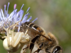 Ekspertka: pszczoły miodne mogą zaszkodzić tym dzikim