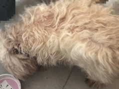 Policjanci odebrali właścicielce dwa psy. Były bardzo zaniedbane