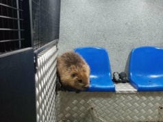 Bóbr w katowickim tunelu! Nietypowa interwencja straży miejskiej