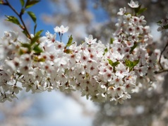 Kwitną sady owocowe w Świętokrzyskiem