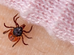 Całe lato noszę te ubrania. Kleszcze się nie zbliżają