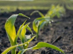 Nowe techniki genomowe: UE zmienia zasady dla rolników