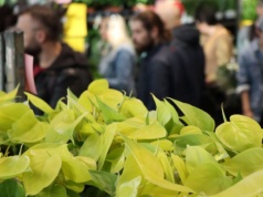 Festiwal Roślin w TAURON Arenie. Krakowianie znów ruszą po zielone okazy