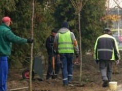 Ruszyły nasadzenia drzew i krzewów