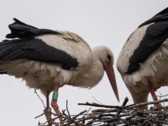 Bocianica z powiatu siedleckiego zaskoczyła wszystkich. Zamiast wrócić do Polski, założyła gniazdo na Ukrainie
