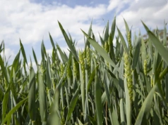 UE przyjęła przepisy o NGT. Kiedy rolnicy odczują zmiany dotyczące roślin?