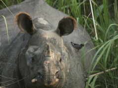 Ogromne ssaki wkroczyły do miasta. Wchodzą nawet na podwórka